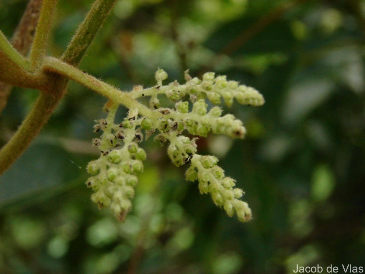 Dioscorea tomentosa J.Koenig ex Spreng.